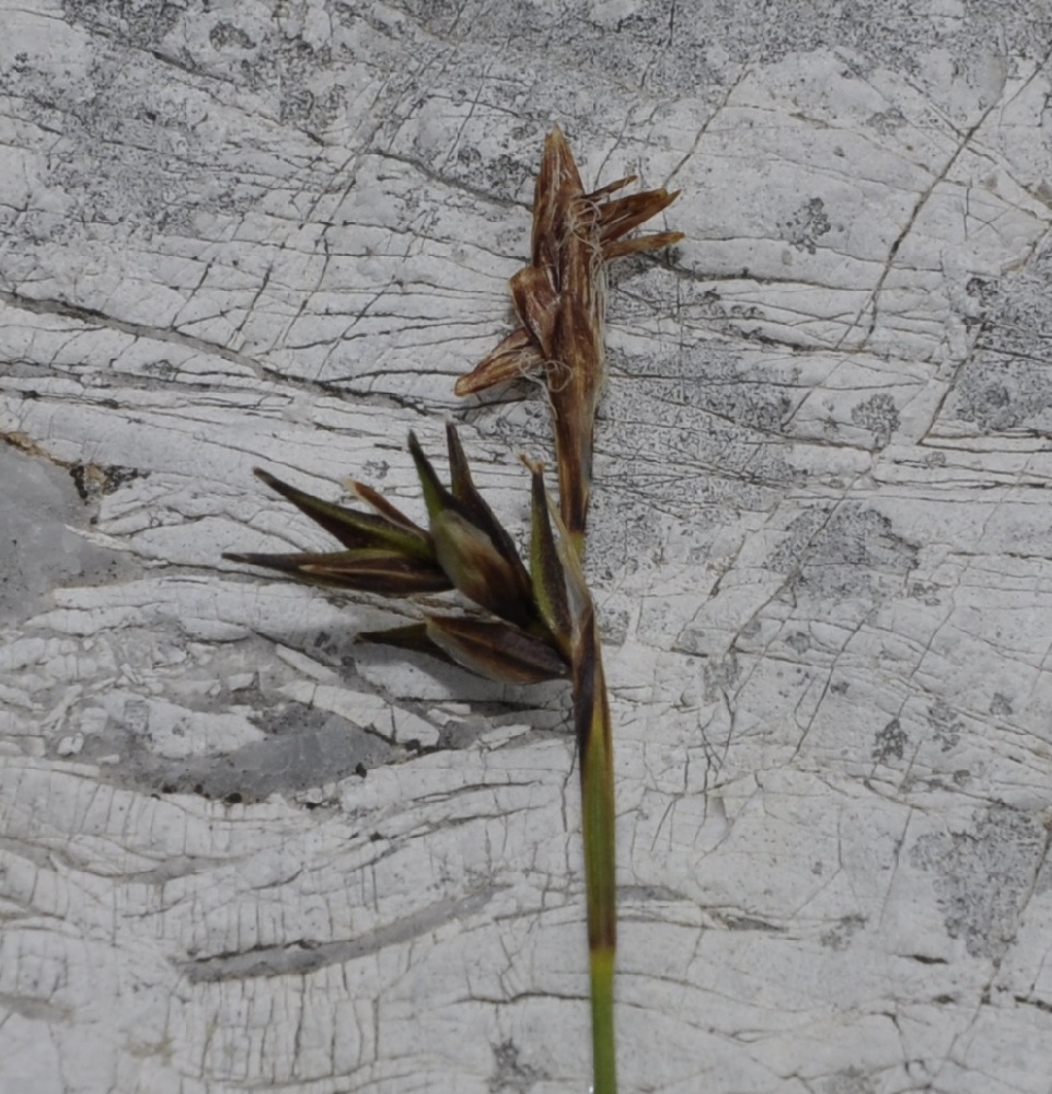 Image of Carex kitaibeliana specimen.