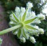 Смотреть изображение Laserpitium hispidum