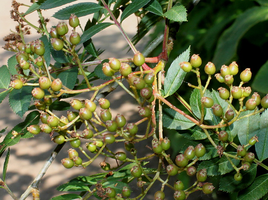 Image of Sorbus koehneana specimen.