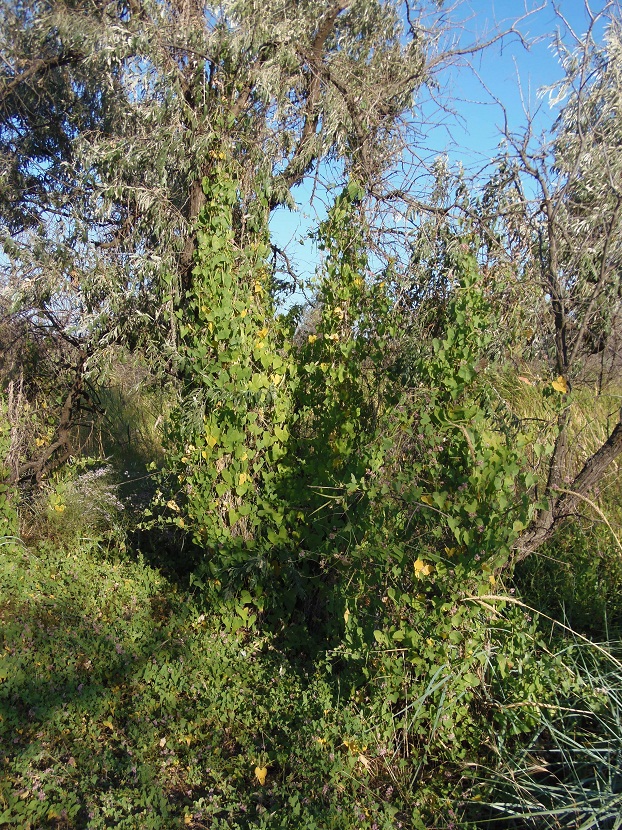 Image of Cynanchum acutum specimen.