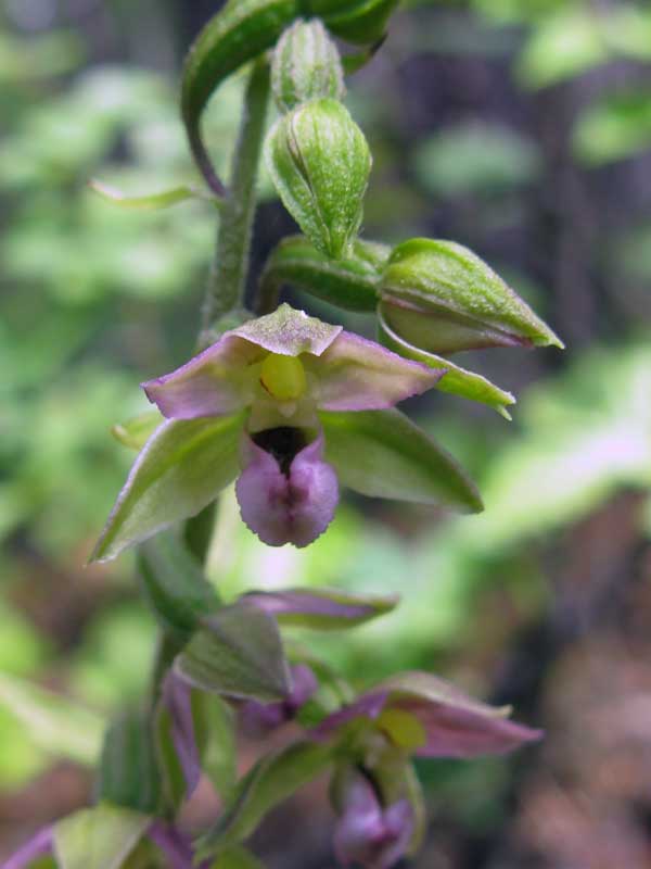 Изображение особи Epipactis helleborine.