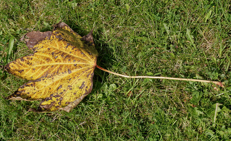 Image of Kalopanax septemlobus specimen.