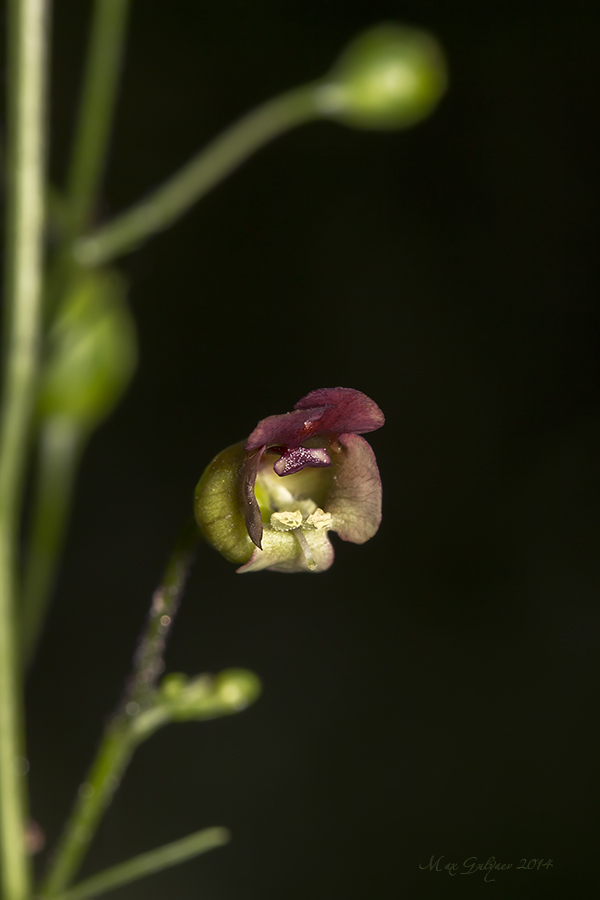 Изображение особи Scrophularia nodosa.