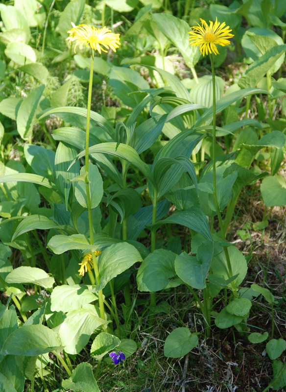 Image of Doronicum altaicum specimen.