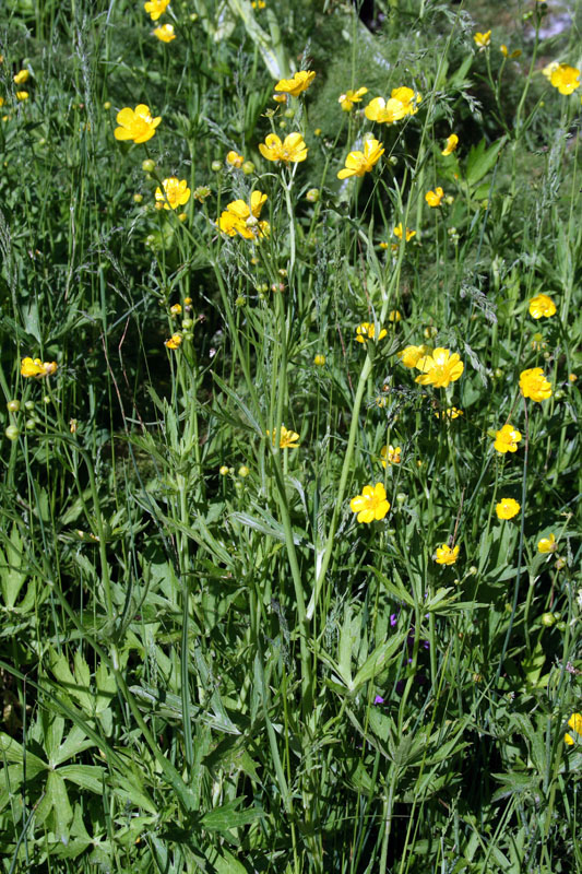 Image of Ranunculus brevirostris specimen.