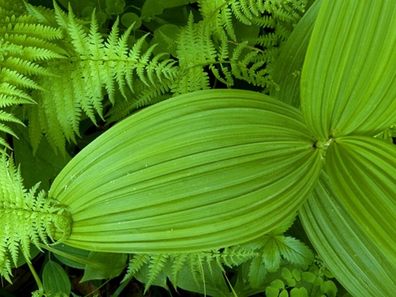 Image of Veratrum oxysepalum specimen.