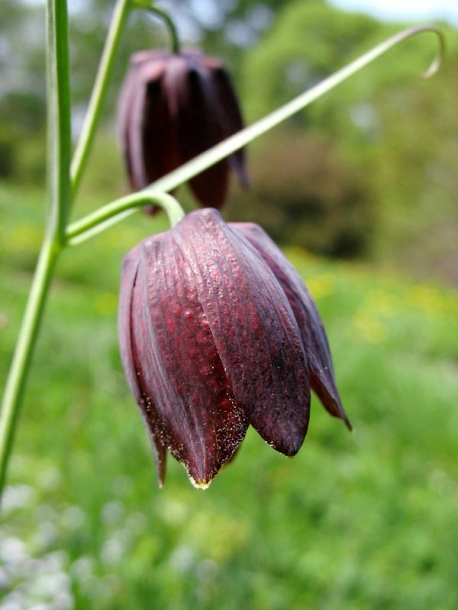 Изображение особи Fritillaria ruthenica.