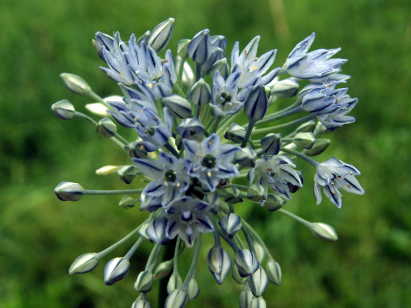 Image of Allium caesium specimen.