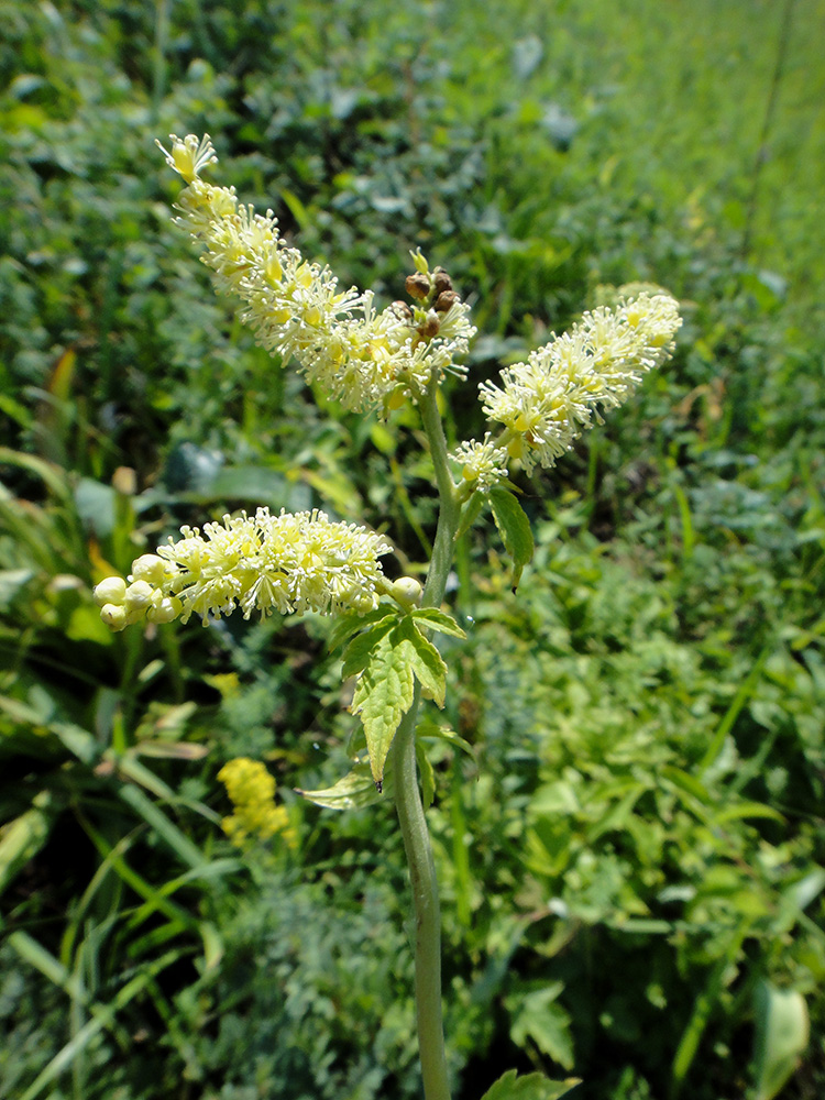 Image of Cimicifuga foetida specimen.