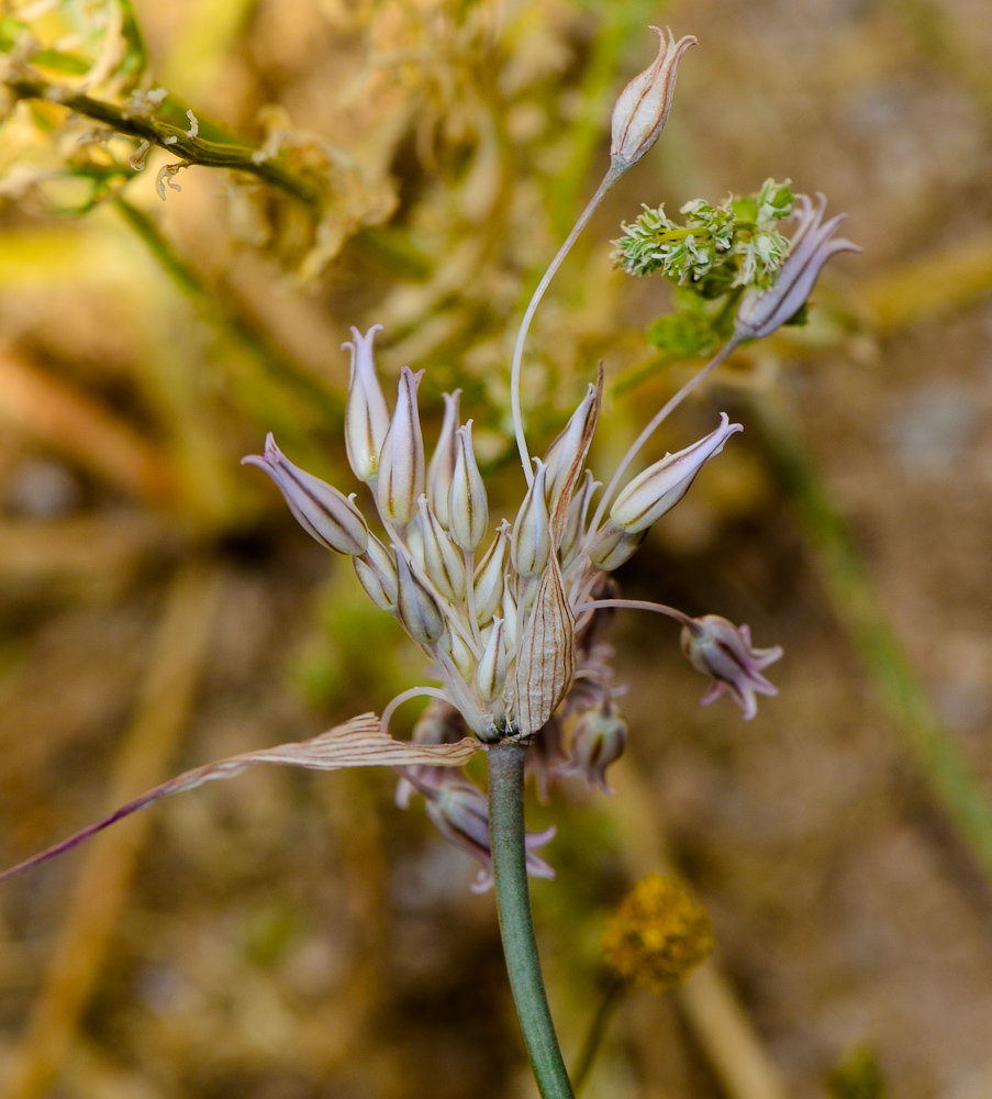 Изображение особи Allium desertorum.