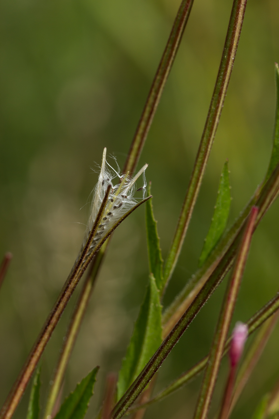 Image of Epilobium pseudorubescens specimen.