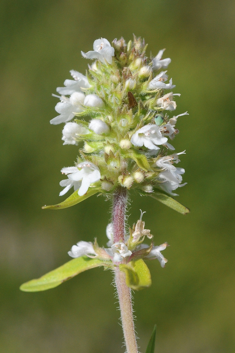 Image of Thymus marschallianus specimen.