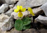 Viola caucasica