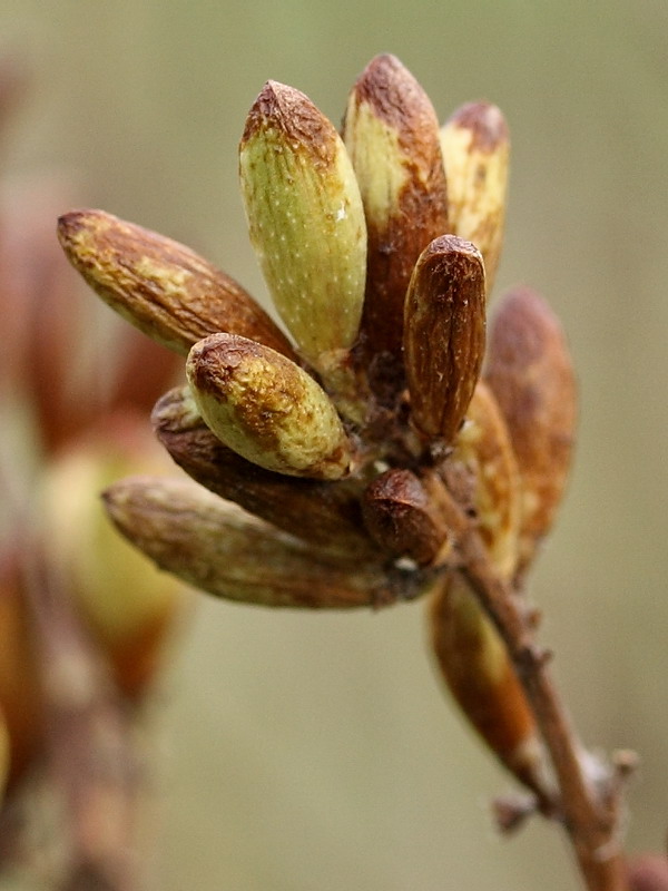 Изображение особи Syringa josikaea.