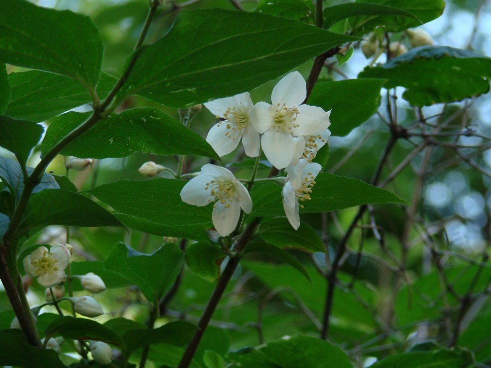 Image of Philadelphus tenuifolius specimen.