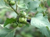 Solanum nigrum