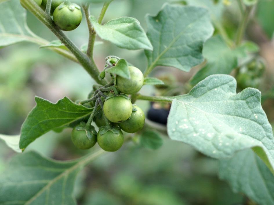 Изображение особи Solanum nigrum.