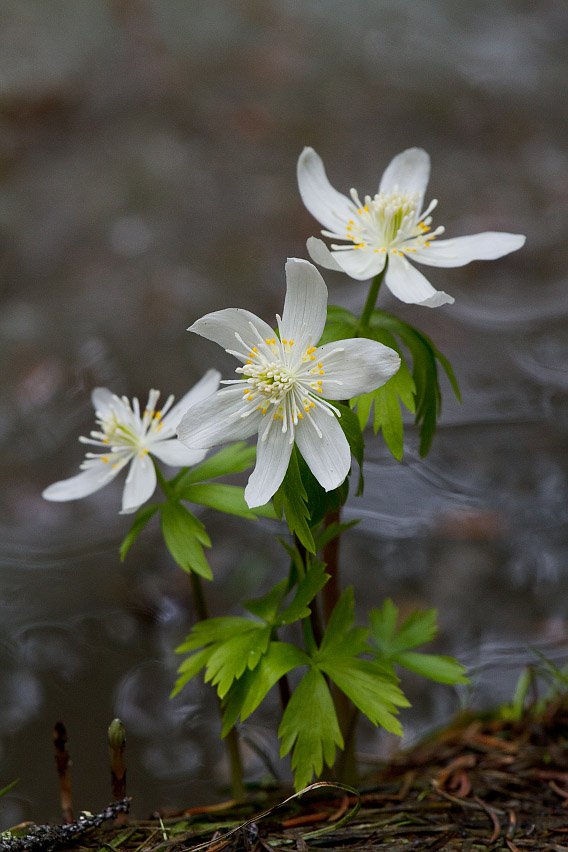 Изображение особи Eranthis tanhoensis.