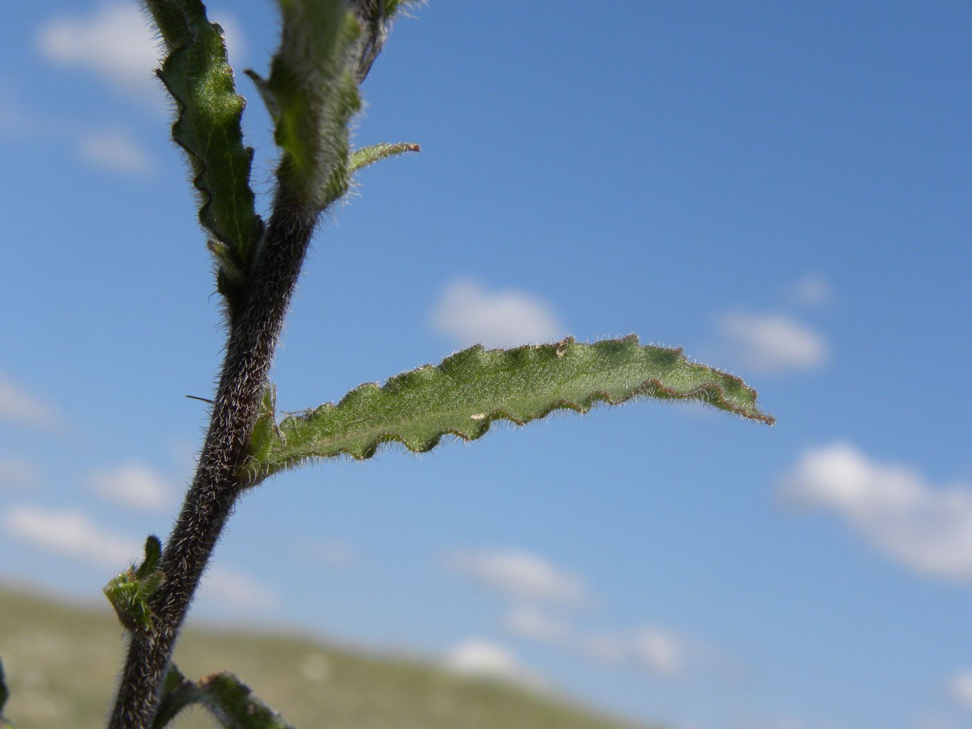 Image of Campanula taurica specimen.