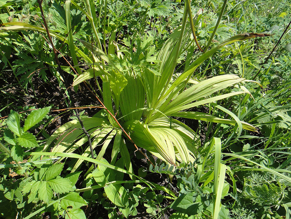 Изображение особи Veratrum nigrum.