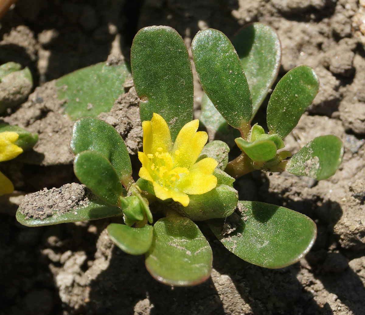 Изображение особи Portulaca oleracea.