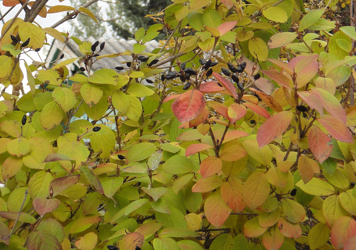 Image of Viburnum burejaeticum specimen.