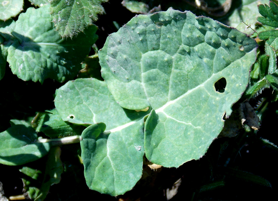 Image of Brassica napus specimen.