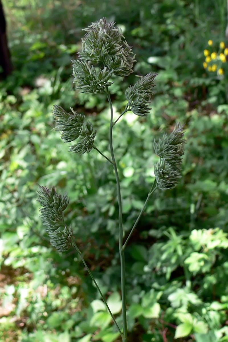 Image of Dactylis glomerata specimen.