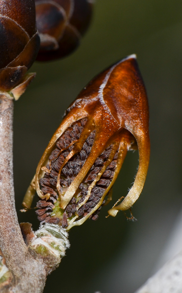 Image of Hakea bucculenta specimen.