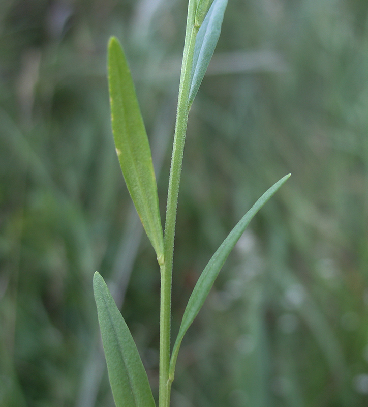 Image of Polygala comosa specimen.