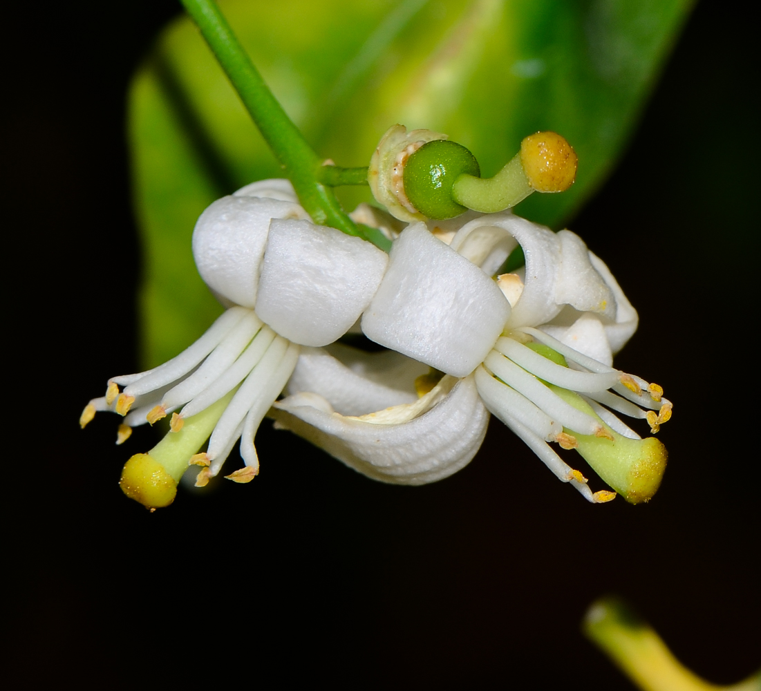 Image of Citrus reticulata specimen.