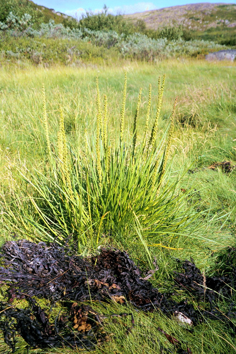 Image of Triglochin maritima specimen.