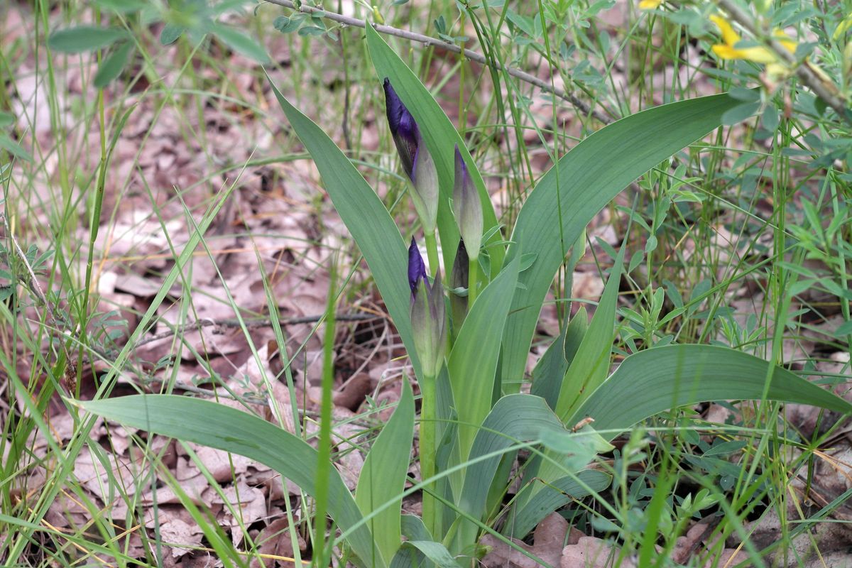 Image of Iris aphylla specimen.