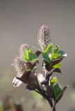 Salix myrsinites. Верхушка побега цветущего женского растения. Окр. Мурманска, лесотундра, низинное болотце. 21.05.2016.