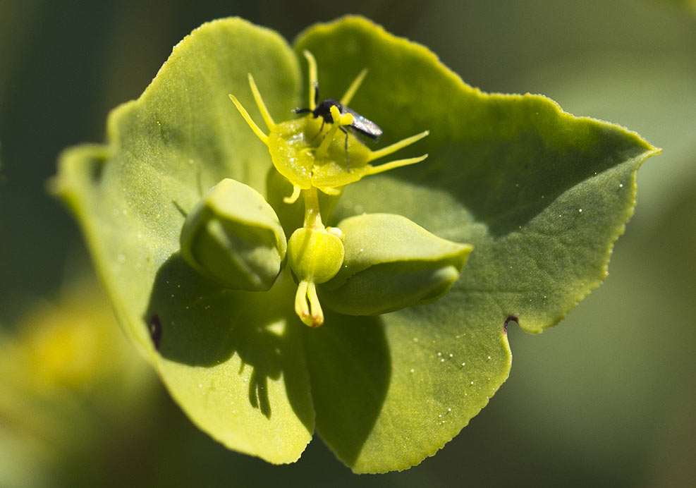 Изображение особи Euphorbia terracina.