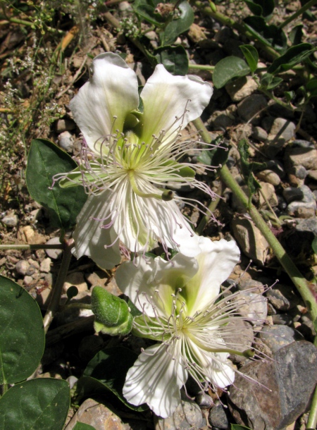 Image of Capparis herbacea specimen.