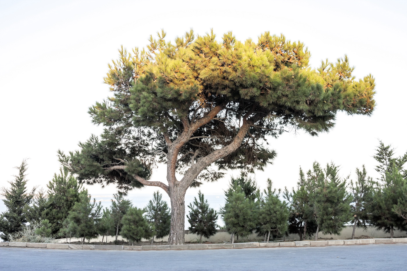 Image of Pinus eldarica specimen.