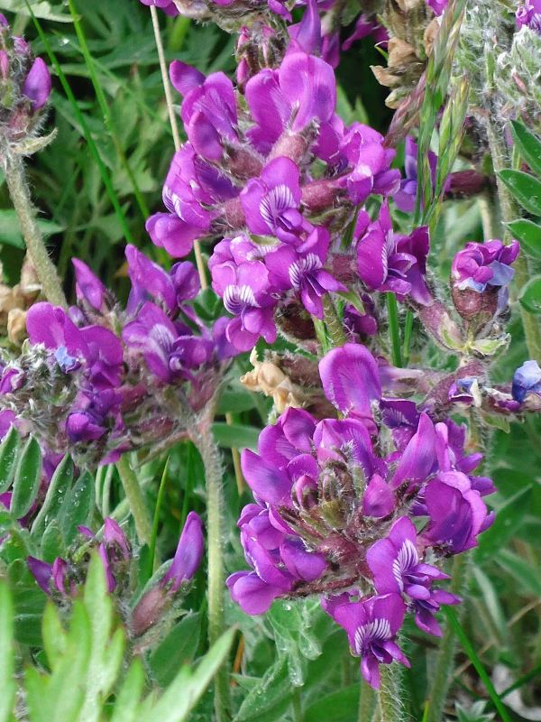 Image of Oxytropis erecta specimen.