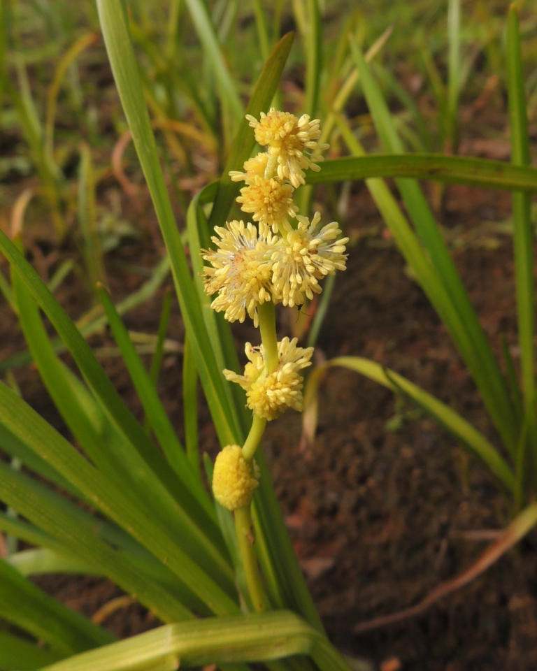 Image of Sparganium emersum specimen.