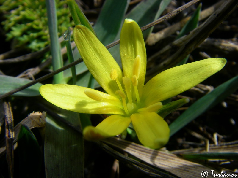 Image of genus Gagea specimen.