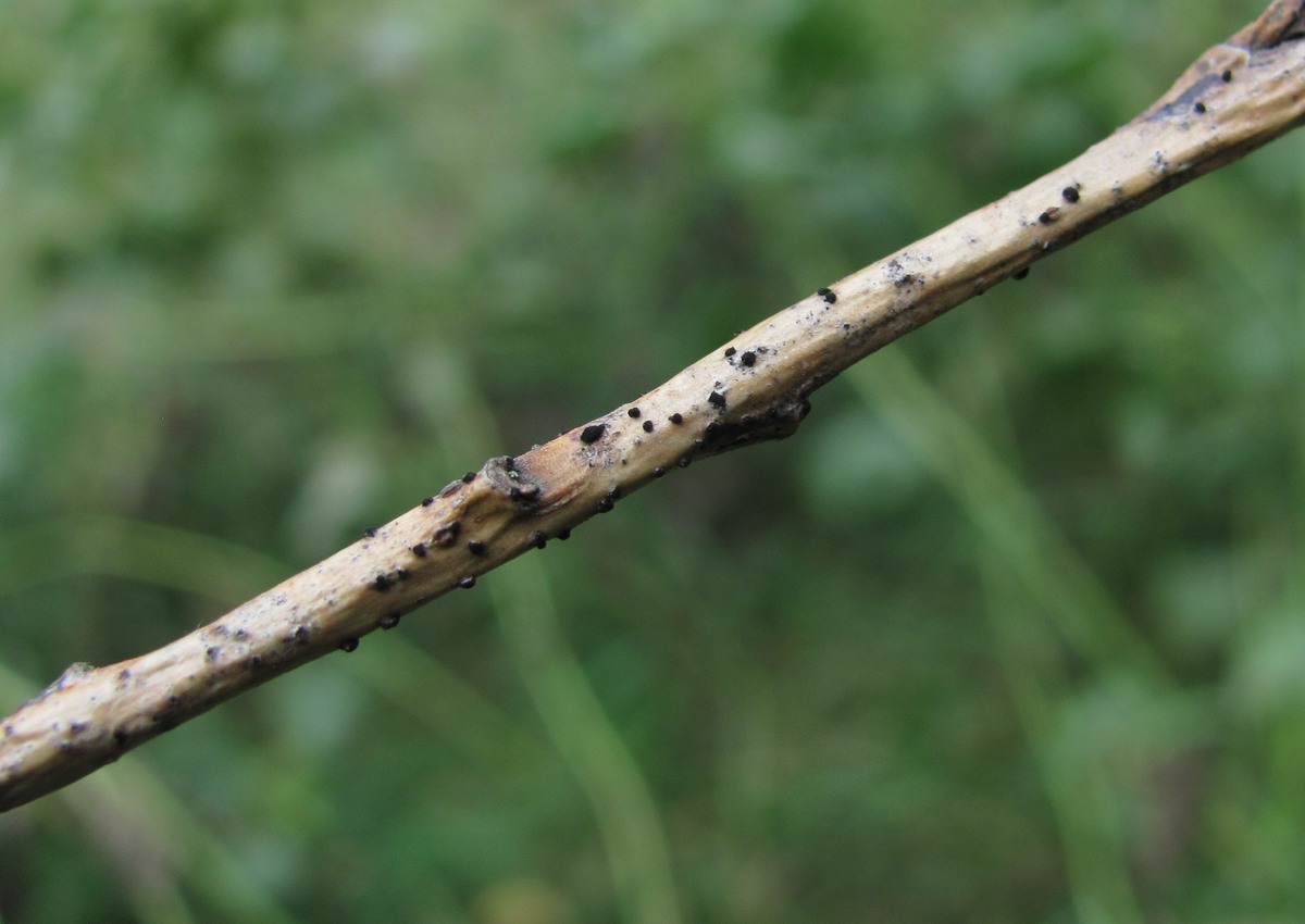 Image of Salix elbursensis specimen.