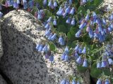 Mertensia maritima. Верхушки цветущего растения. Магаданская обл., окр. Магадана, бухта Гертнера, на берегу среди камней. 13.07.2009.