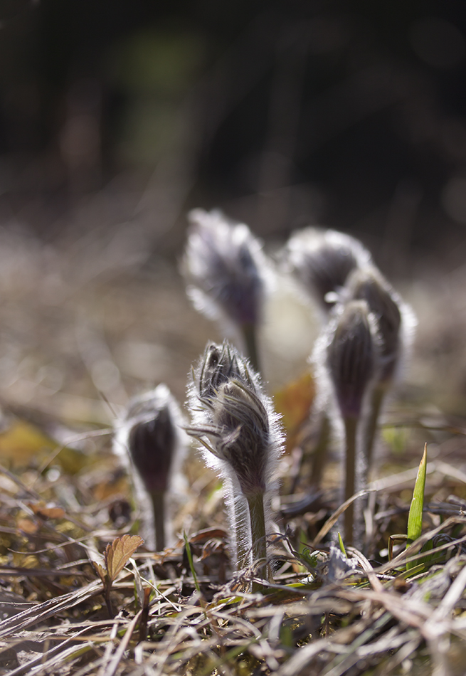 Image of Pulsatilla patens specimen.