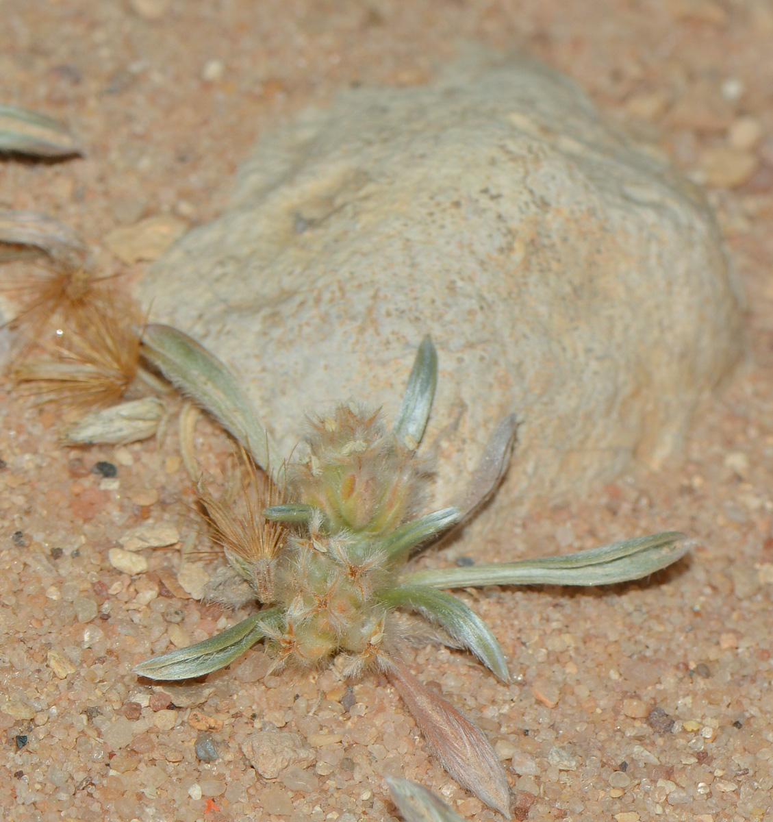 Image of Plantago ciliata specimen.