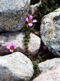 Saxifraga oppositifolia