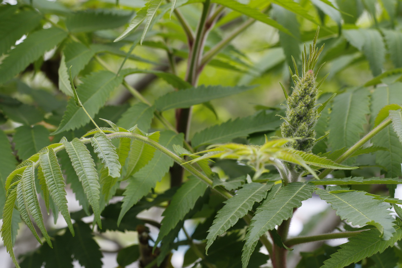 Image of Rhus typhina specimen.