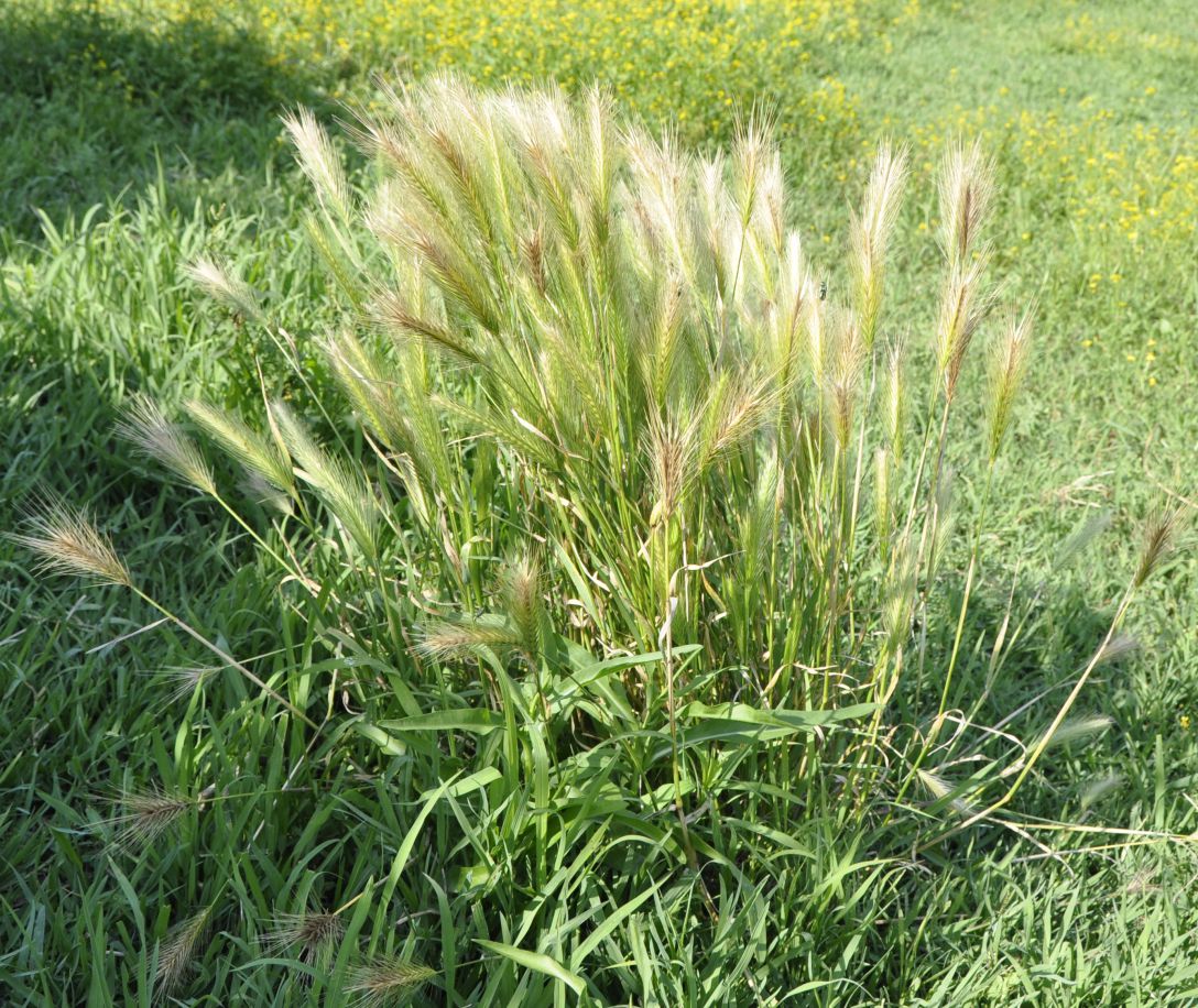 Image of genus Hordeum specimen.