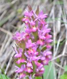 Dactylorhiza подвид georgica