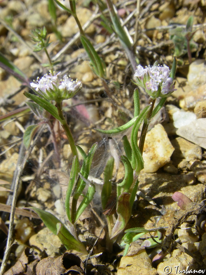 Image of genus Valerianella specimen.