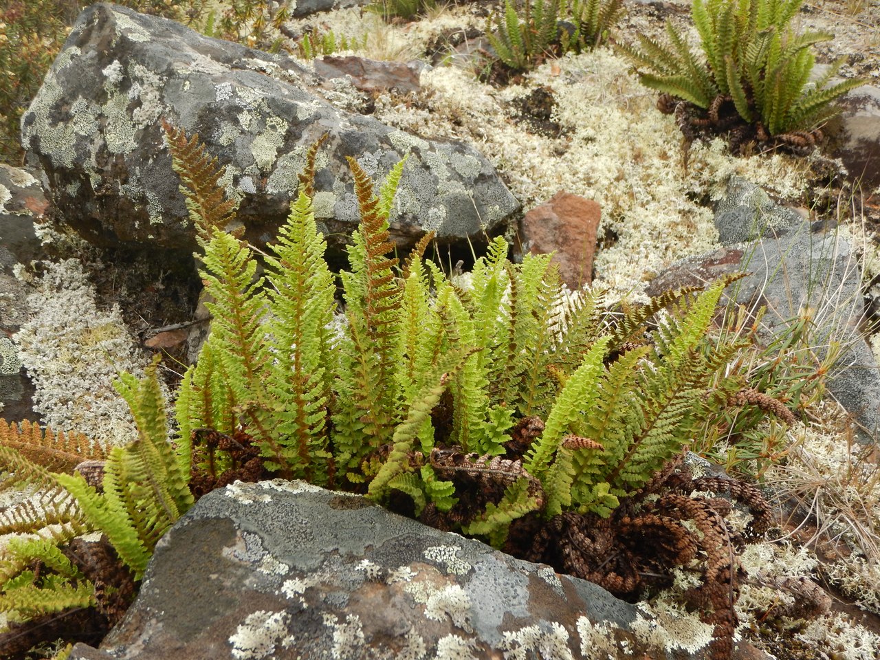 Image of Dryopteris fragrans specimen.